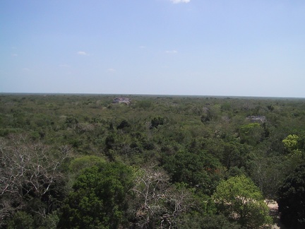 Top View Forest